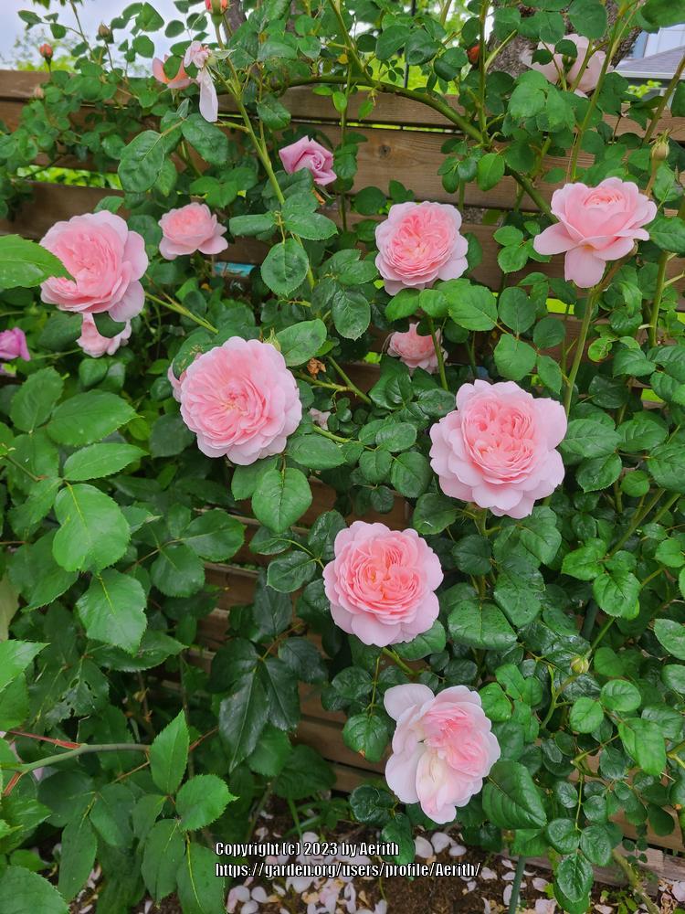 Photo of Rose (Rosa 'Queen of Sweden') uploaded by Aerith