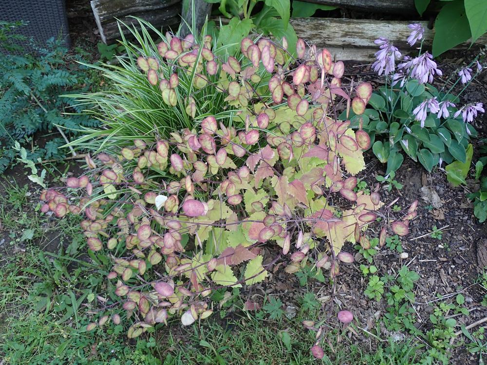 Photo of Money Plant (Lunaria annua 'Variegata') uploaded by Vals_Garden