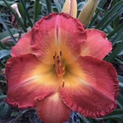Location: Onancock, VA
Date: Summer 2024
Prolific extra large blooms