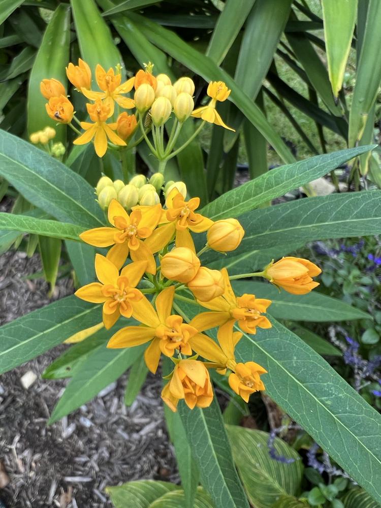 Photo of Tropical Milkweed (Asclepias curassavica 'Silky Gold') uploaded by Floridian