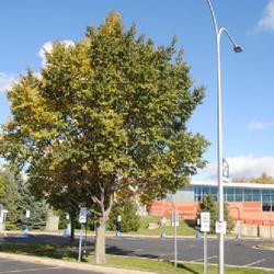 Location: College of Du Page in Glen Ellyn, IL
Date: 2023-10-20
maturing tree in parking lot island