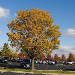 Location: College of Du Page in Glen Ellyn, IL
Date: 2023-10-20
maturing tree in parking lot island in fall color