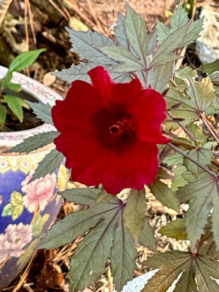 Photo of Hibiscus (Hibiscus acetosella 'Panama Red') uploaded by gkans6