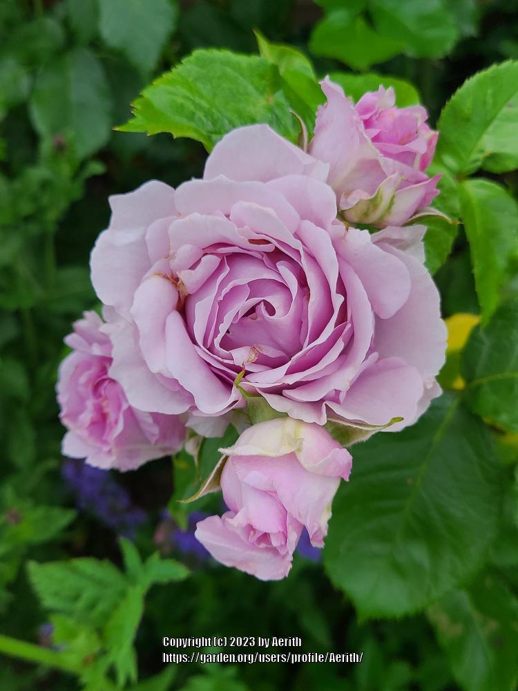 Photo of Rose (Rosa 'Fragrant Lavender Simplicity') uploaded by Aerith