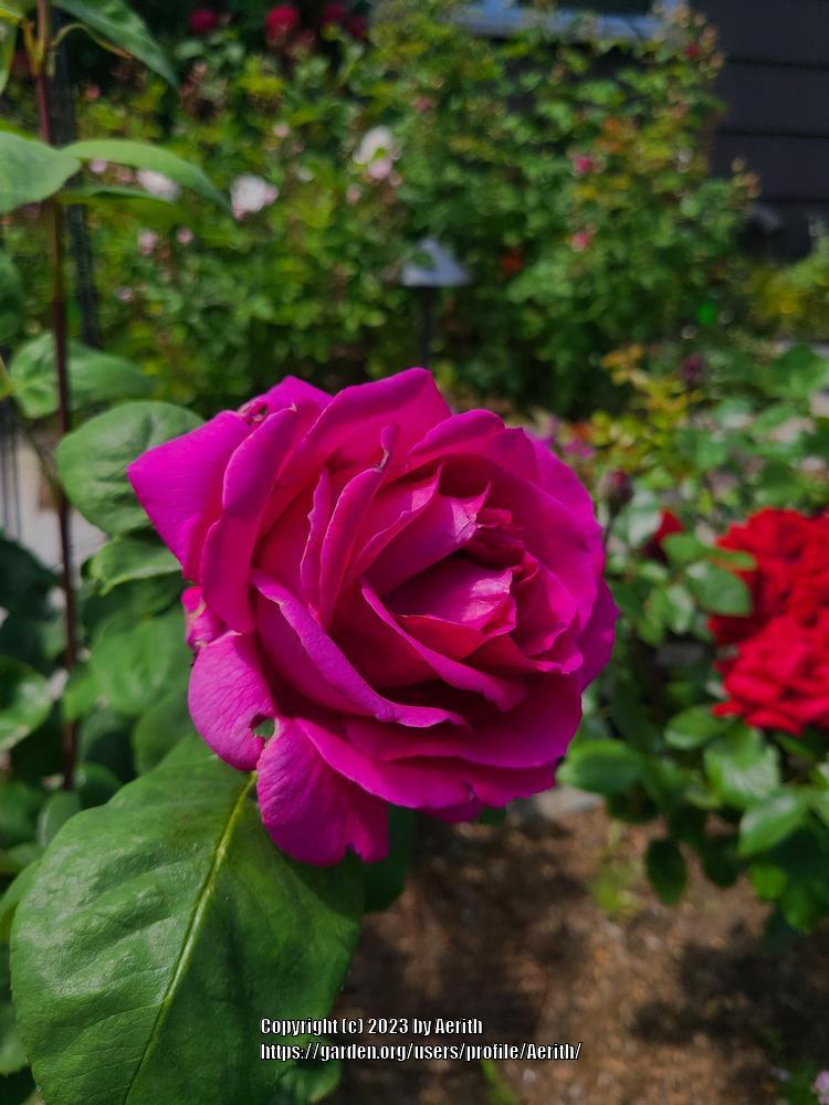 Photo of Rose (Rosa 'Stephens' Big Purple') uploaded by Aerith