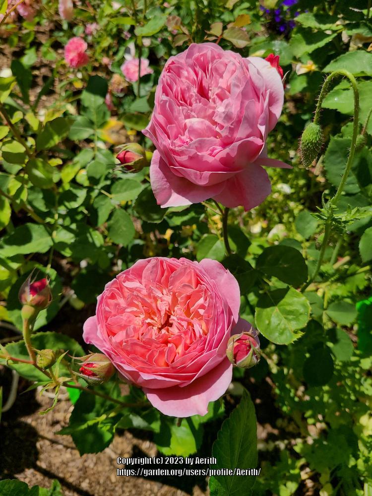 Photo of Rose (Rosa 'Boscobel') uploaded by Aerith