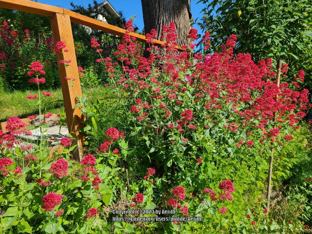 Photo of Jupiter's Beard (Centranthus ruber) uploaded by Aerith