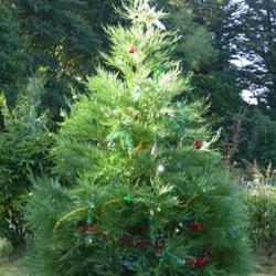 Location: Invercargill, New Zealand
Date: 2023-01-01
Many more Christmases for this tree!