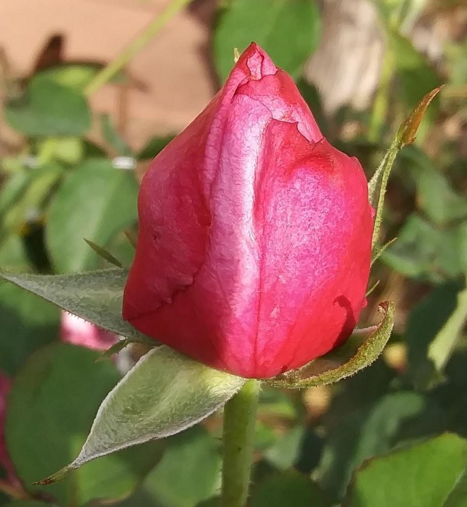 Photo of Rose (Rosa 'Heirloom') uploaded by purpleinopp