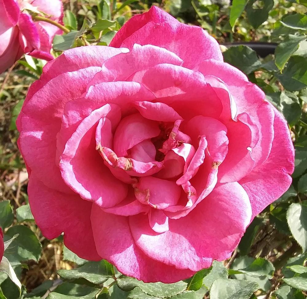 Photo of Rose (Rosa 'Heirloom') uploaded by purpleinopp