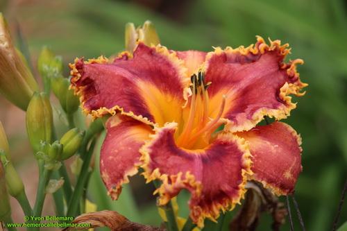 Photo of Daylily (Hemerocallis 'Interview with a Vampire') uploaded by Bellmar