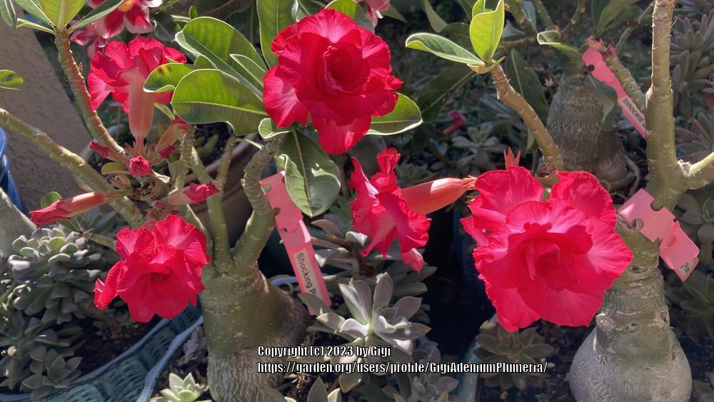 Photo of Desert Rose (Adenium 'Shocking Pink') uploaded by GigiAdeniumPlumeria