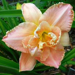 Location: Eagle Bay, New York
Date: 2023-08-01
Daylily (Hemerocallis 'Merry Morgan') does 'not' poly