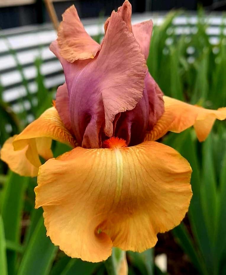 Photo of Tall Bearded Iris (Iris 'Hula Dancer') uploaded by gwhizz