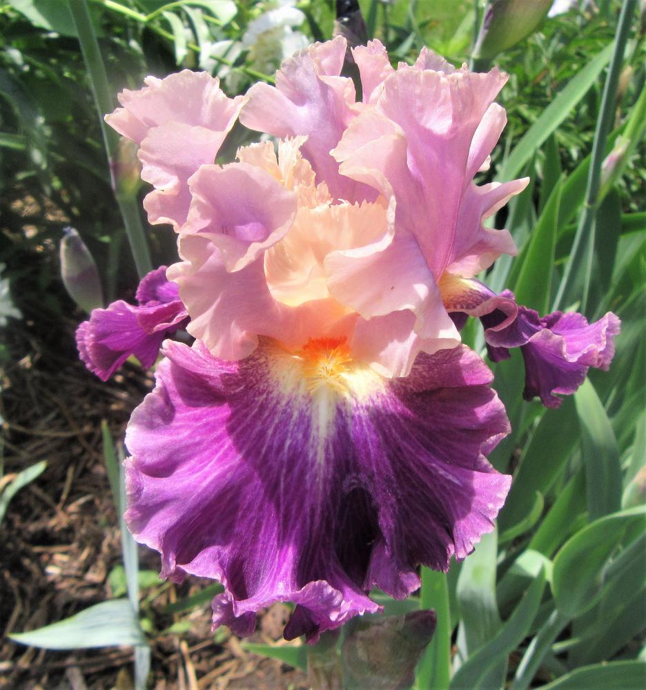 Photo of Tall Bearded Iris (Iris 'Nevertheless') uploaded by tveguy3