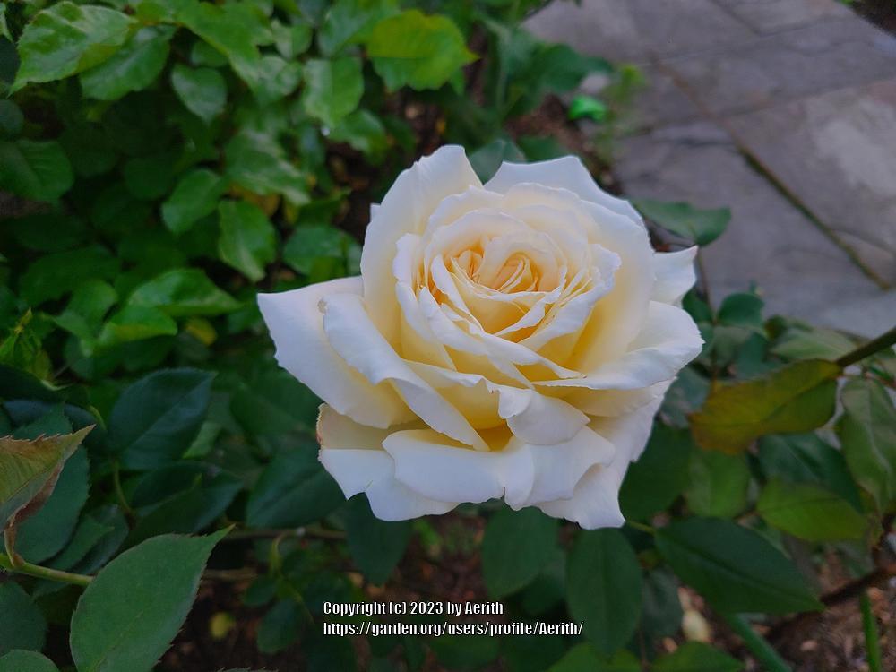 Photo of Rose (Rosa 'Lemon Spice') uploaded by Aerith