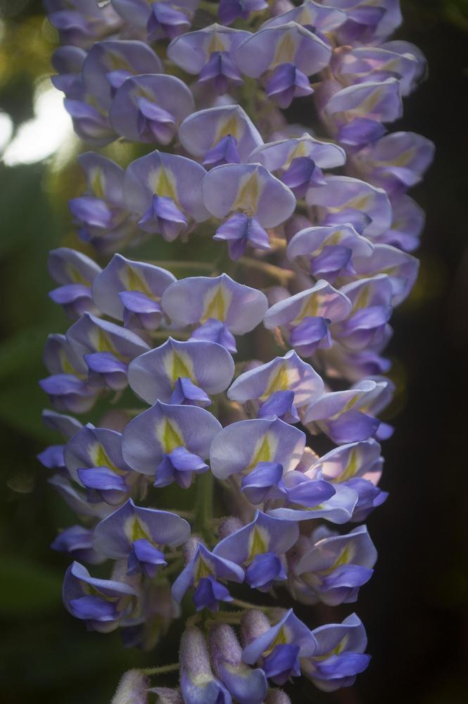Photo of American Wisteria (Wisteria frutescens 'Blue Moon') uploaded by AudreyDee