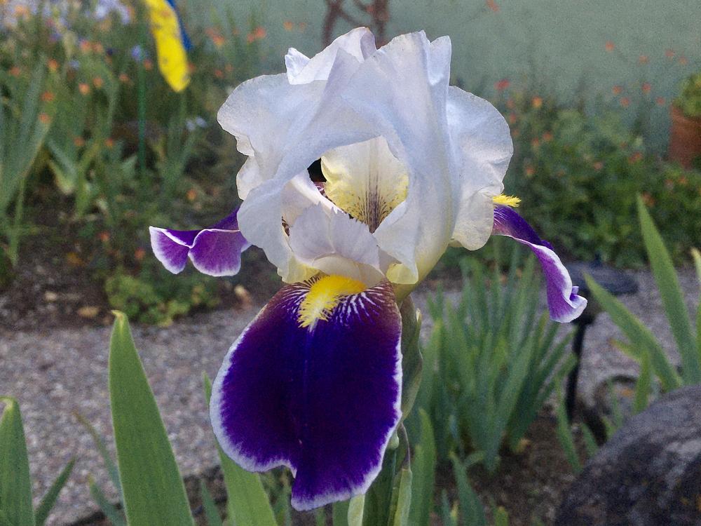Photo of Tall Bearded Iris (Iris 'Wabash') uploaded by Neela