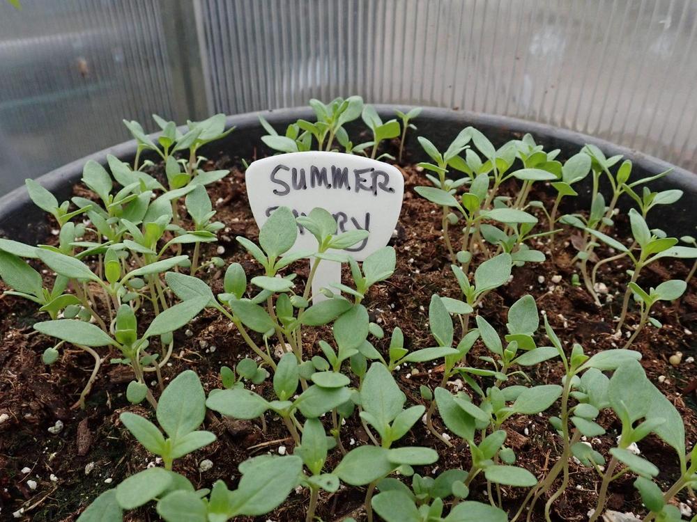 Photo of Summer Savory (Satureja hortensis) uploaded by gardengus