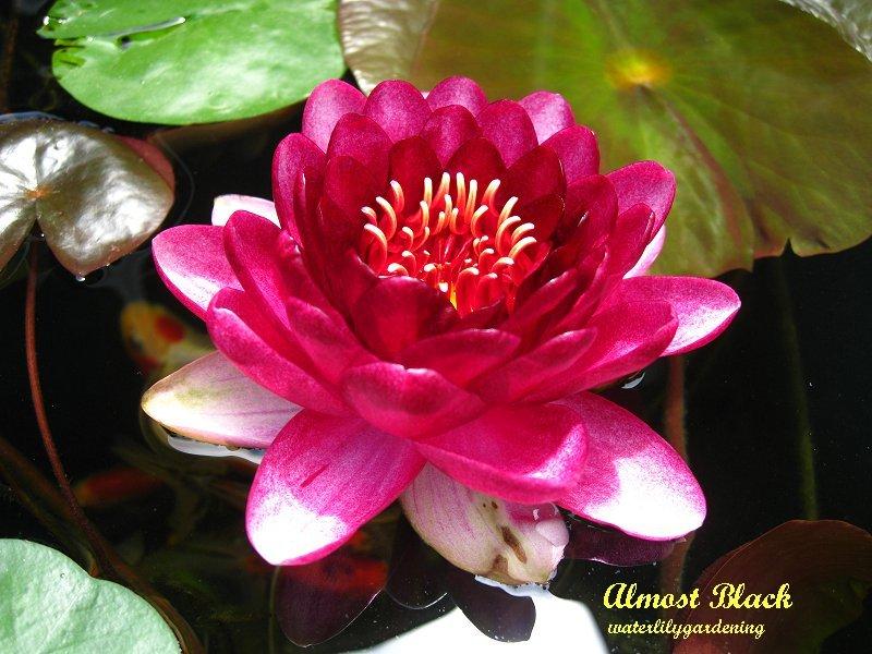 Photo of Dwarf Hardy Water Lily (Nymphaea 'Almost Black') uploaded by KatsPlantsTX