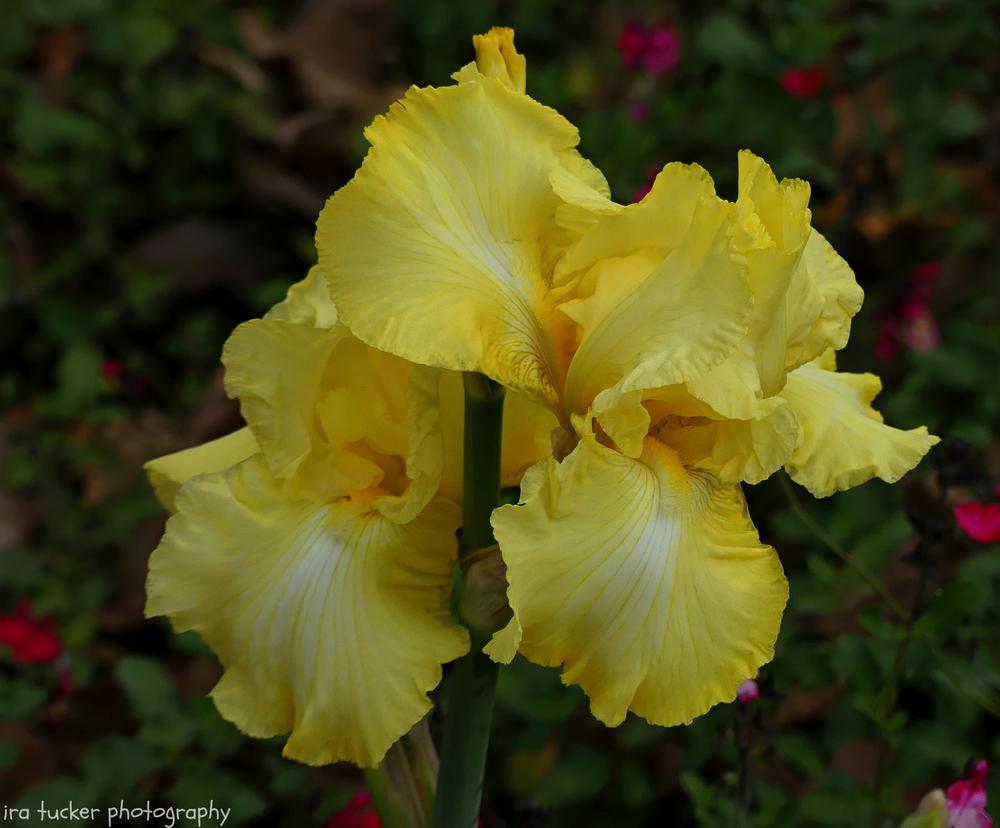 Photo of Tall Bearded Iris (Iris 'Summer Olympics') uploaded by drirastucker