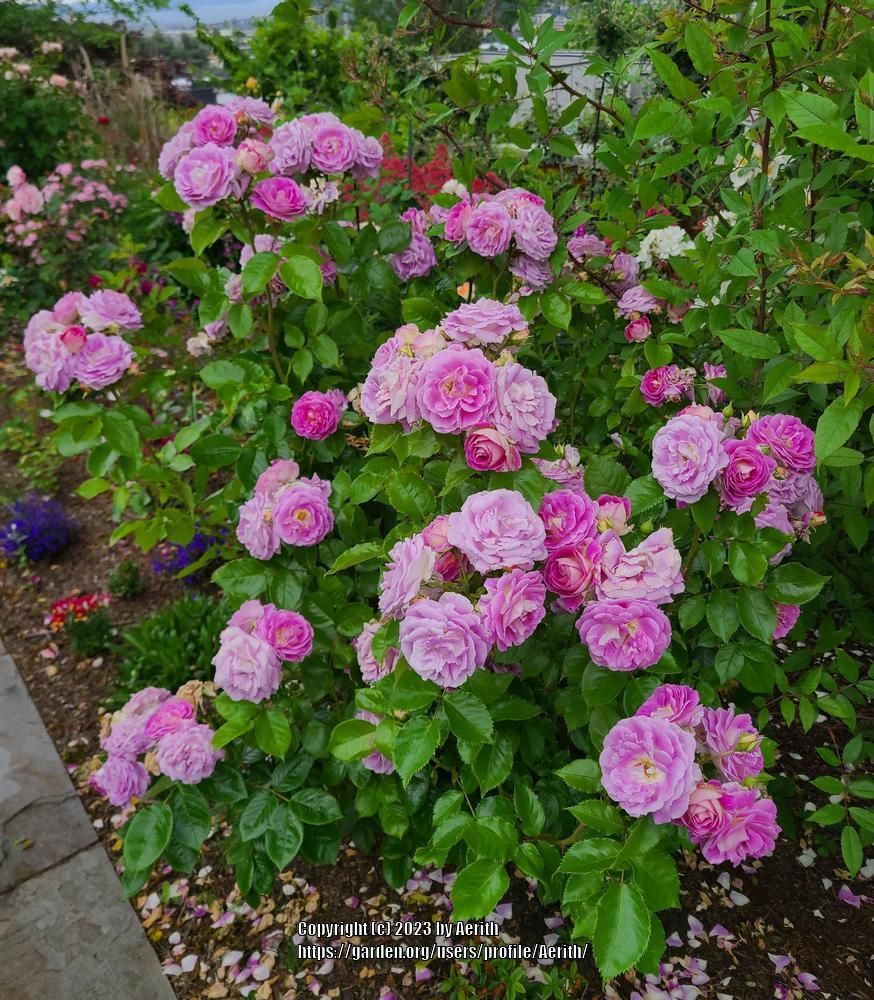 Photo of Rose (Rosa 'Arctic Blue') uploaded by Aerith