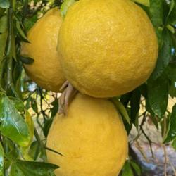 Location: My garden in Tampa, Florida
Date: 2023-11-10
These lemons are huge and the juice of 3 lemons can fill a cup.