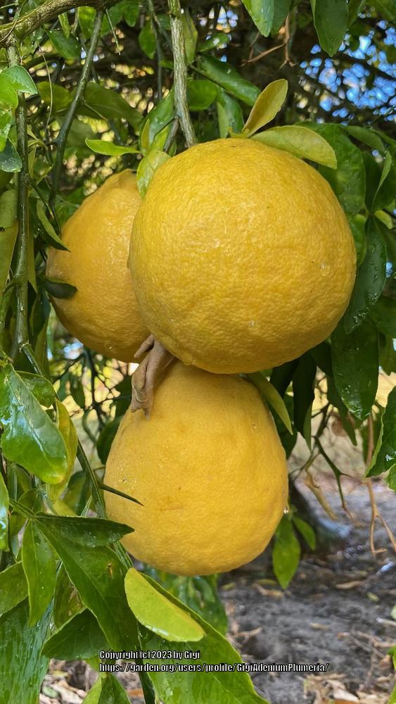 Photo of Ponderosa Lemon (Citrus x limon 'Ponderosa') uploaded by GigiAdeniumPlumeria