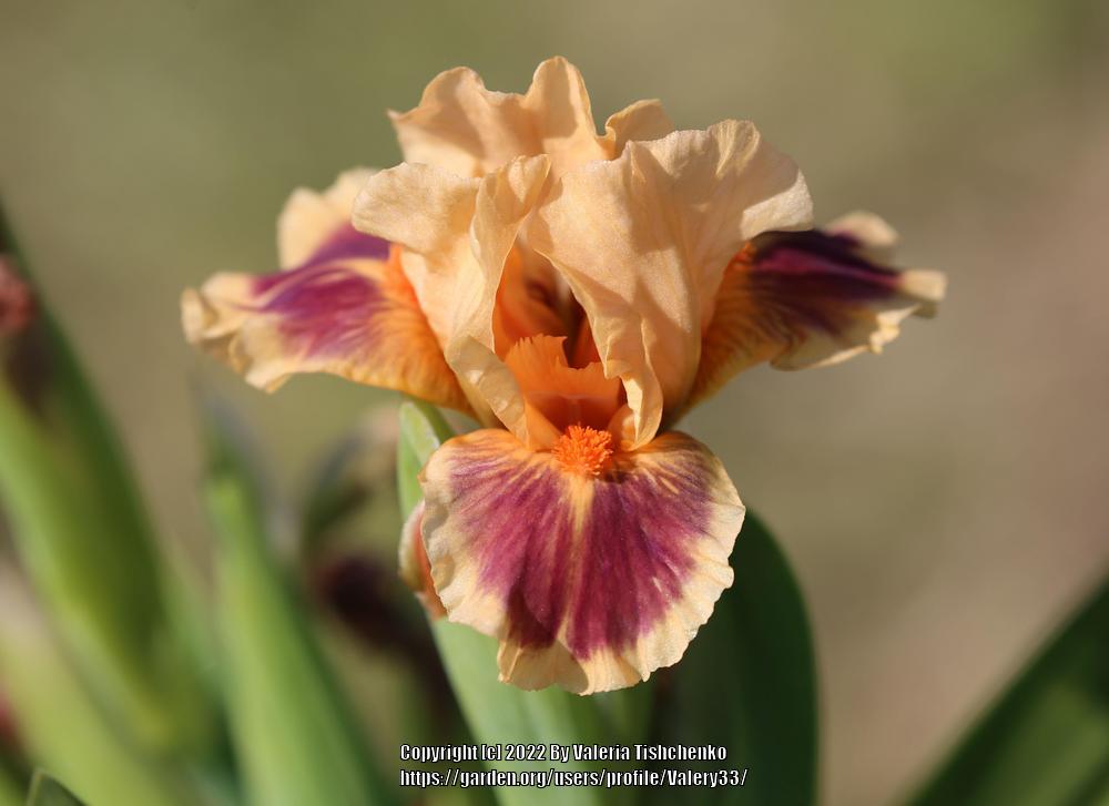 Photo of Standard Dwarf Bearded Iris (Iris 'Tsyrk-Shapito') uploaded by Valery33