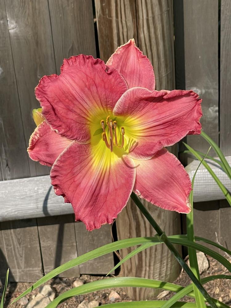 Photo of Daylily (Hemerocallis 'Where There is Desire') uploaded by Zoia