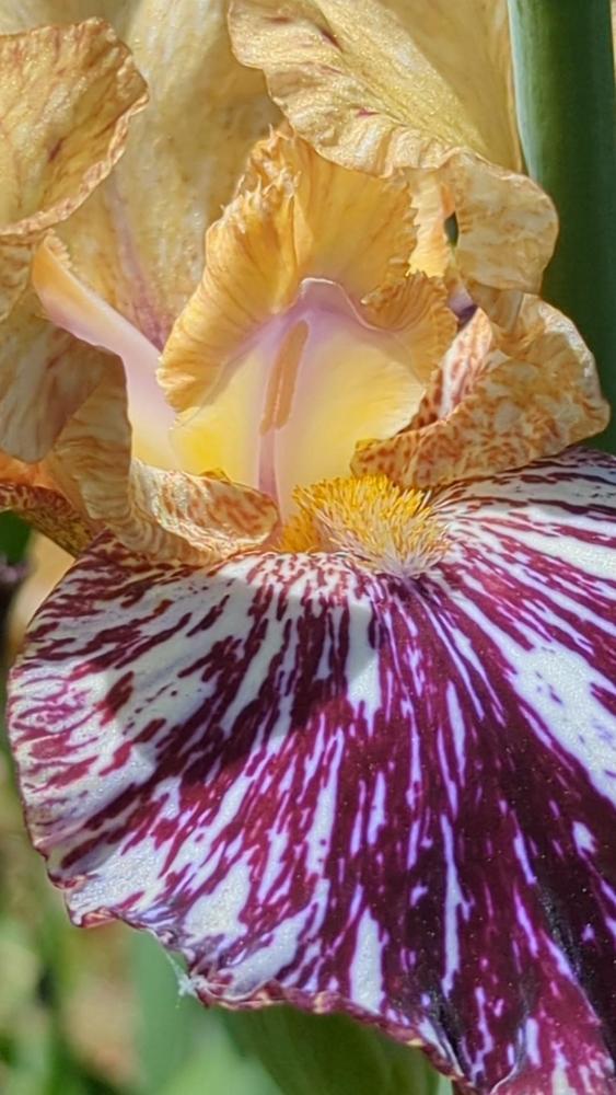 Photo of Tall Bearded Iris (Iris 'Gnus Flash') uploaded by Crazy4iris