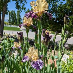 Location: North Logan, Utah
Date: 2023-06-01
One of my favorite Kasparek iris!