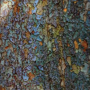 variegated chinese elm, tree trunk
