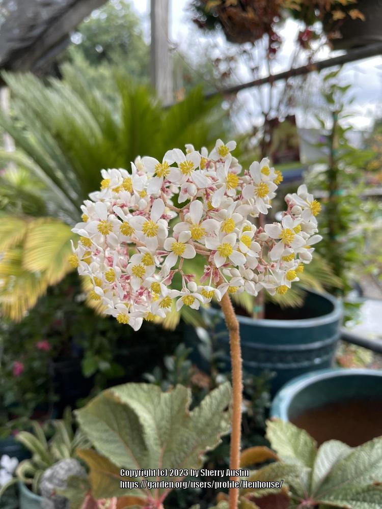 Photo of Begonia 'Paul Hernandez' uploaded by Henhouse