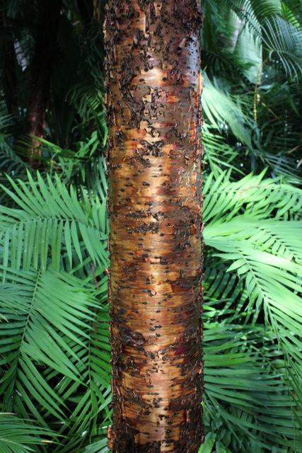 Photo of Norfolk Island Pine (Araucaria heterophylla) uploaded by RuuddeBlock