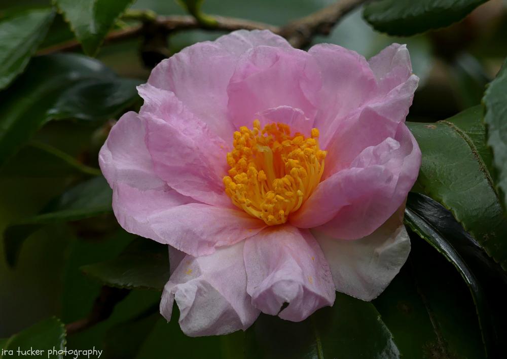 Photo of Camellia 'Winter's Dream' uploaded by drirastucker