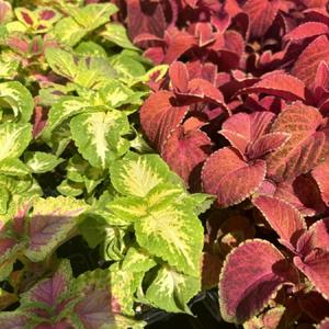 Mixed Color Coleus in my shady side yard