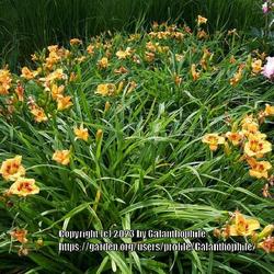 Location: Breezy Knees garden, Yorkshire, England UK 
Date: 2019-07-08
Hemerocallis 'Bumble Bee'