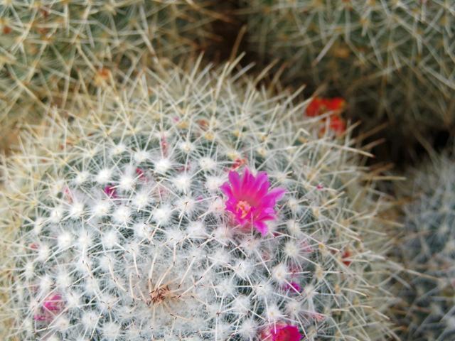 Photo of Twin-Spined Cactus (Mammillaria geminispina) uploaded by RuuddeBlock