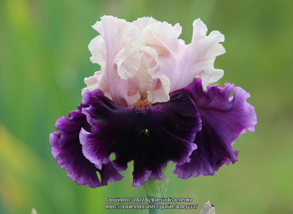 Photo of Tall Bearded Iris (Iris 'Deeper Meaning') uploaded by Valery33