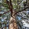 large tree upward, a state champion shot by Rob Mcelwee used with