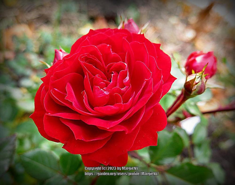 Photo of Rose (Rosa 'Roxanne Veranda') uploaded by MargieNY