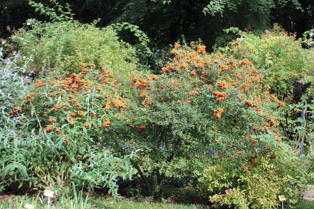 Photo of Firethorn (Pyracantha coccinea) uploaded by RuuddeBlock