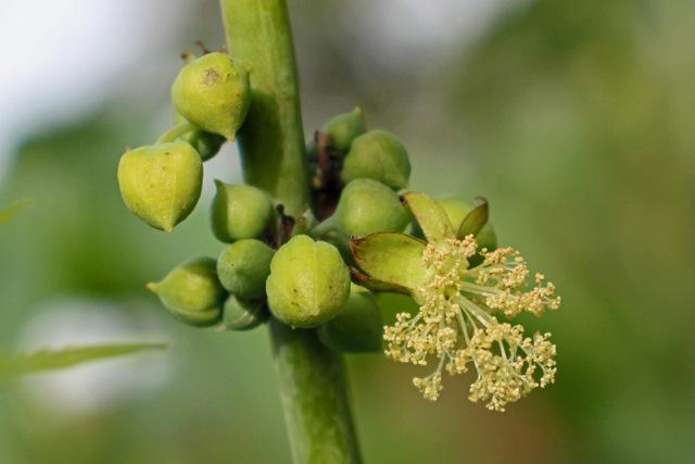 Photo of Castor Beans (Ricinus communis) uploaded by RuuddeBlock