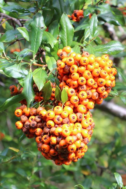Photo of Firethorn (Pyracantha coccinea) uploaded by RuuddeBlock