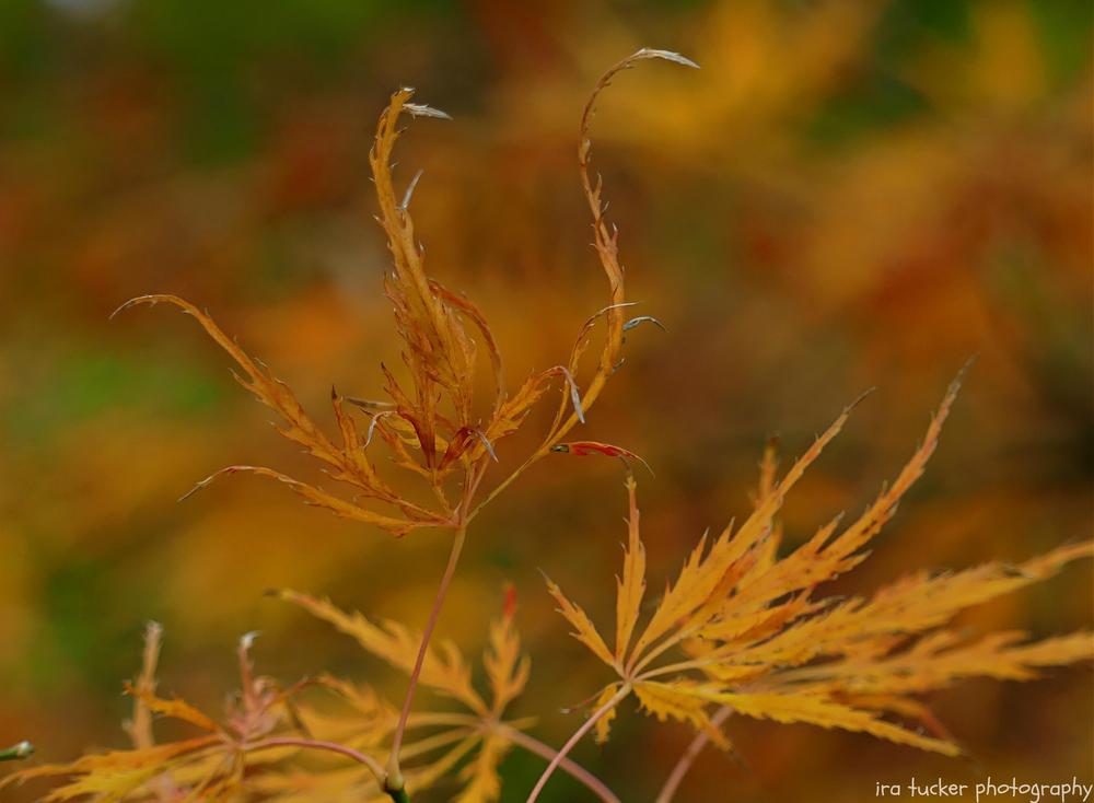 Photo of Japanese Maple (Acer palmatum 'Dissectum') uploaded by drirastucker