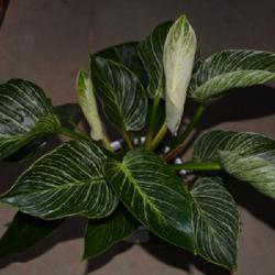 Location: in my living room
Date: 2023-12-03
Beautiful variegation... and I love white leaves