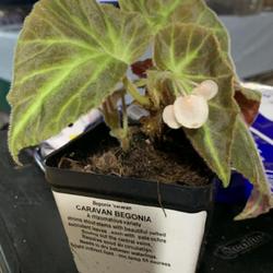 Location: Earleville, Maryland
Date: 2023-12-04
Begonia 'Caravan'  available at Pepper's Greenhouses in Milton, D