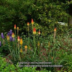 Location: Breezy Knees garden, Yorkshire, England UK 
Date: 2020-06-20
Kniphofia uvaria 'Grandiflora'