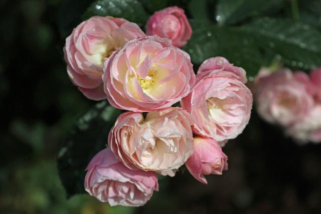 Photo of Rose (Rosa 'Bouquet Parfait') uploaded by RuuddeBlock
